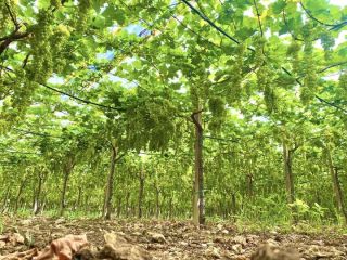 I sell "Victoria" grapes to the plant. Large, pyramidal