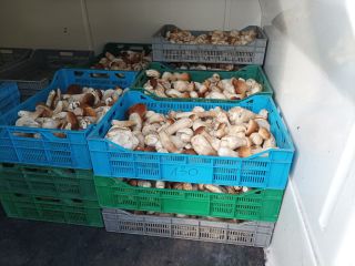 Hi, I am offering forest mushrooms for sell. I