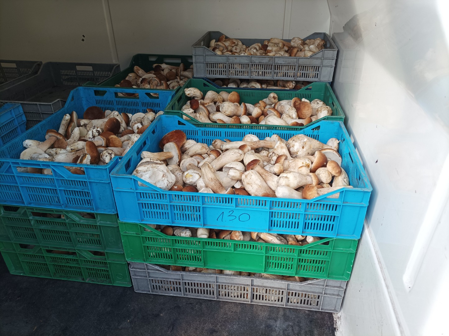 Hi, I am offering forest mushrooms for sell