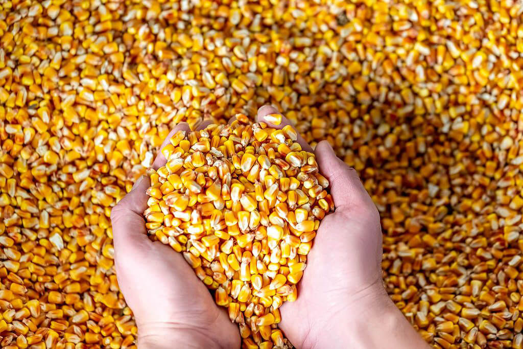 Grain corn, 2021 harvest, humidity 13% - 14% with certificates, in a big bag, there are 500 tons, country of origin: Republic of Moldova, corn is in Romania