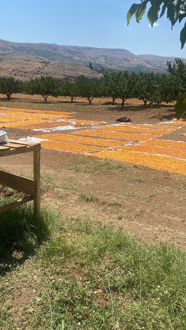 Selamlar yaklaşık 3500 kg güneşte kurutulmuş sarı renki kayısı