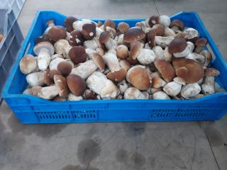 I will sell fresh mushrooms - boletus. Mushrooms collected