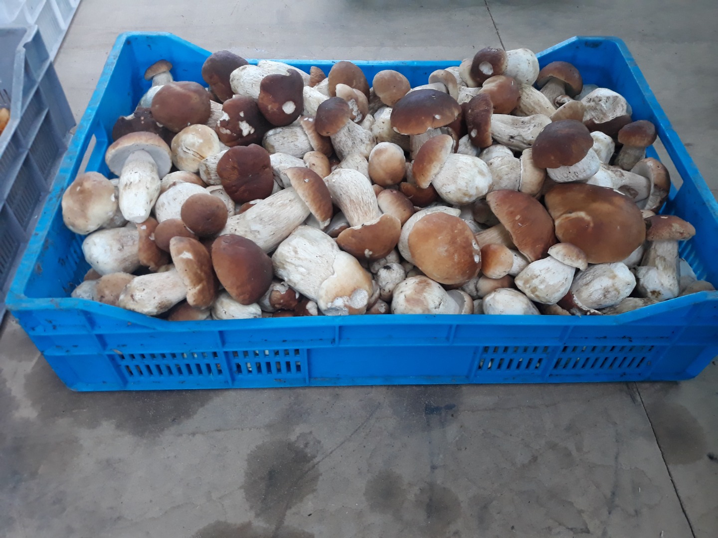 I will sell fresh mushrooms - boletus