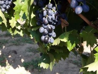 Table grapes, Moldova variety, large quantities.