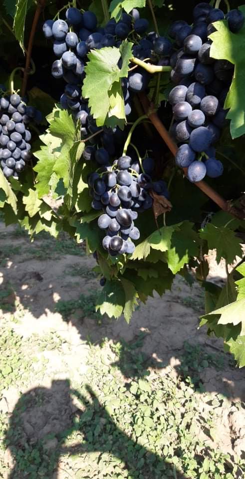 Table grapes, Moldova variety, large quantities