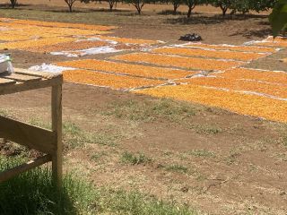3500 kg kadar sarı renkli kurutulmuş bu yılın mahsülü