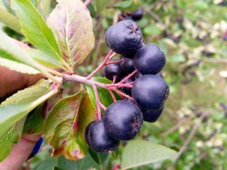 Organic Aronia with a certificate