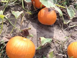 Halloween pumpkins for sale. Varieties Gomez, Spitfire, Racer premium,