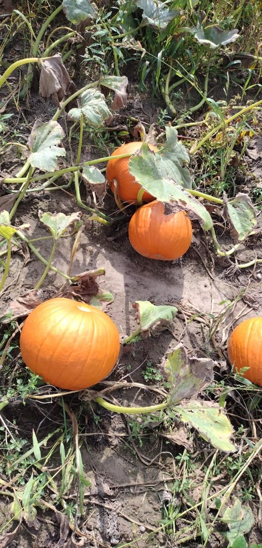 Halloween pumpkins for sale