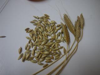 ORGANIC SELF-PERFECT GRAIN FOR GRINDING OR SOWING, ECO CERTIFICATE,