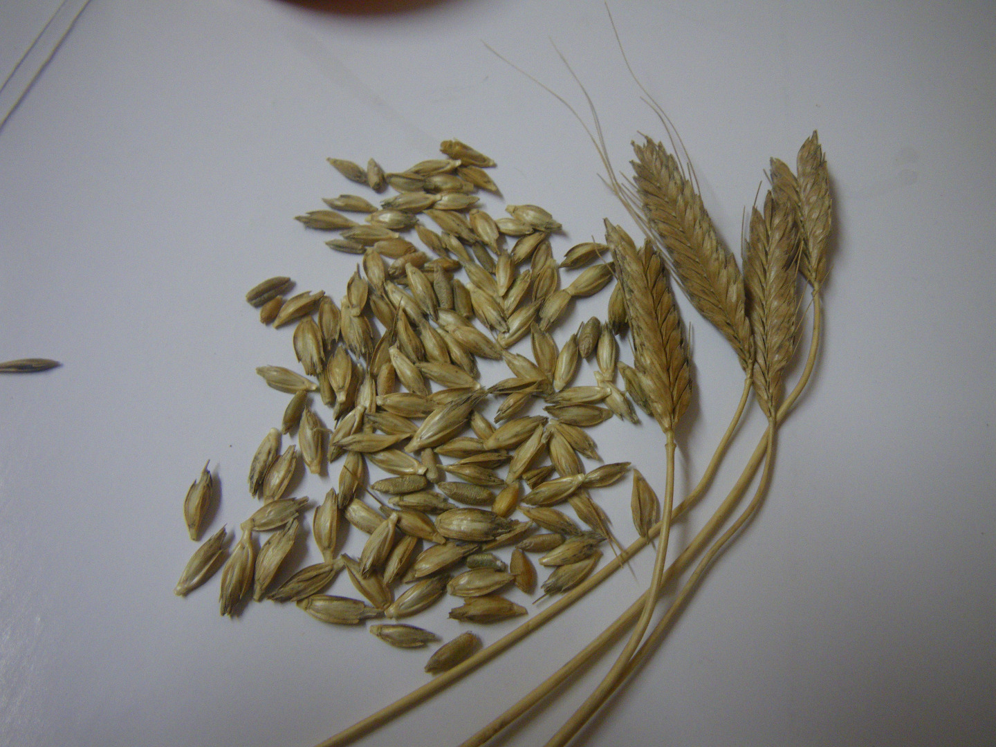 ORGANIC SELF-PERFECT GRAIN FOR GRINDING OR SOWING, ECO CERTIFICATE, DELIVERY BY COURIER OR PALLETS