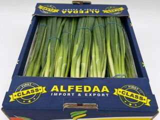 for sale Leek onion from Egypt, where thanks to