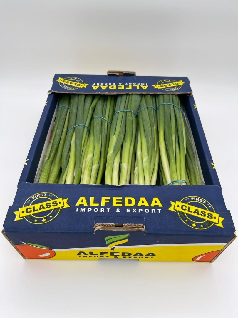 for sale Leek onion from Egypt, where thanks to its finer properties it is an alternative to leeks