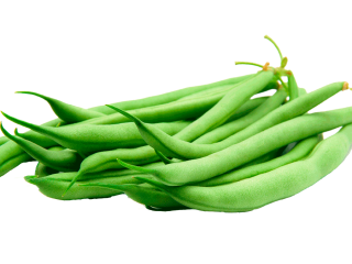 fresh green beans from Egypt Varieties: Paulista - Bronco