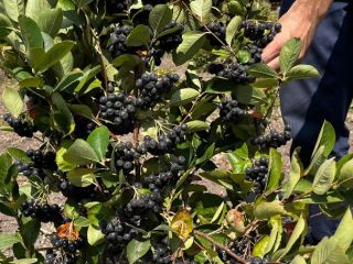 We have around 100 decares of Viking aronia -