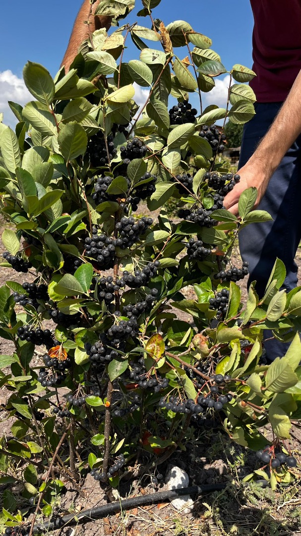 We have around 100 decares of Viking aronia - chokeberry