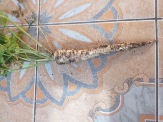 I will sell parsley. Feel free to contact me.