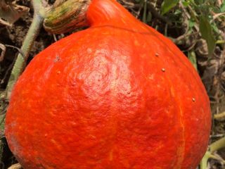 For sale wholesale amounts of "organic" pumpkins without spraying.