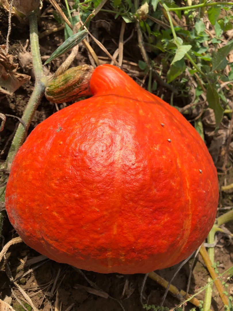 For sale wholesale amounts of "organic" pumpkins without spraying
