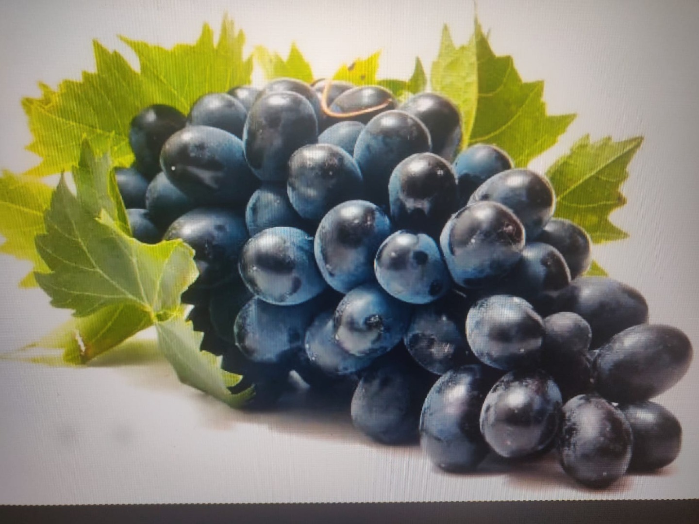We sell table grapes, variety MOLDOVA