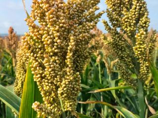 red sorghum