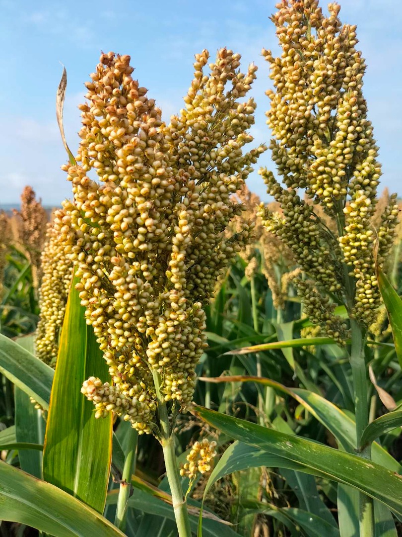 red sorghum