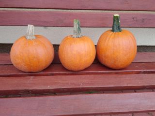 Pumpkins for sale Gomez variety. Nicely colored. Caliber 1-4