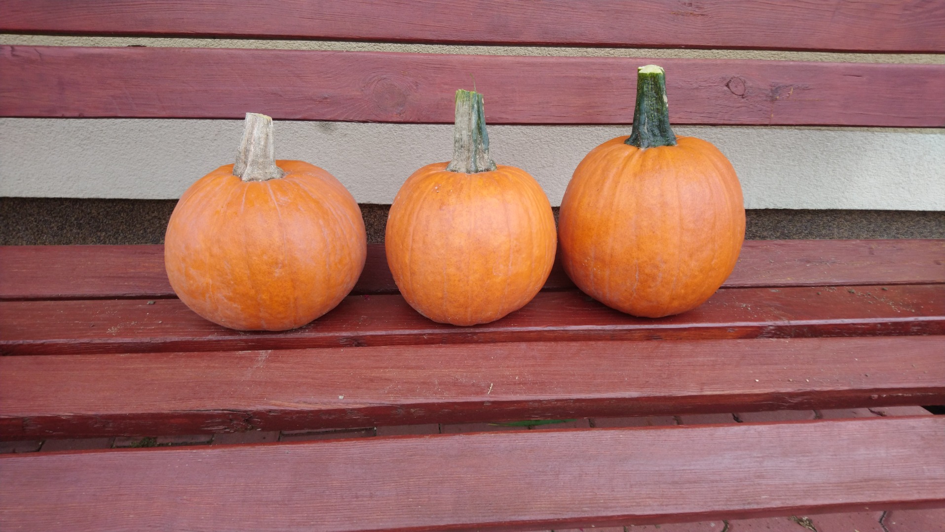 Pumpkins for sale Gomez variety