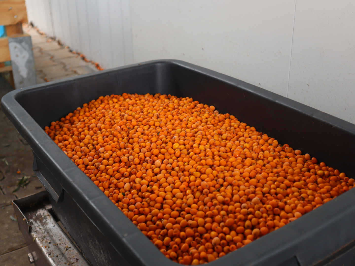 Deep-frozen sea buckthorn, packed in crate-pallets