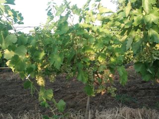 Selling Feteasca regala, Galbena de Odobesti and Ciasla grapes
