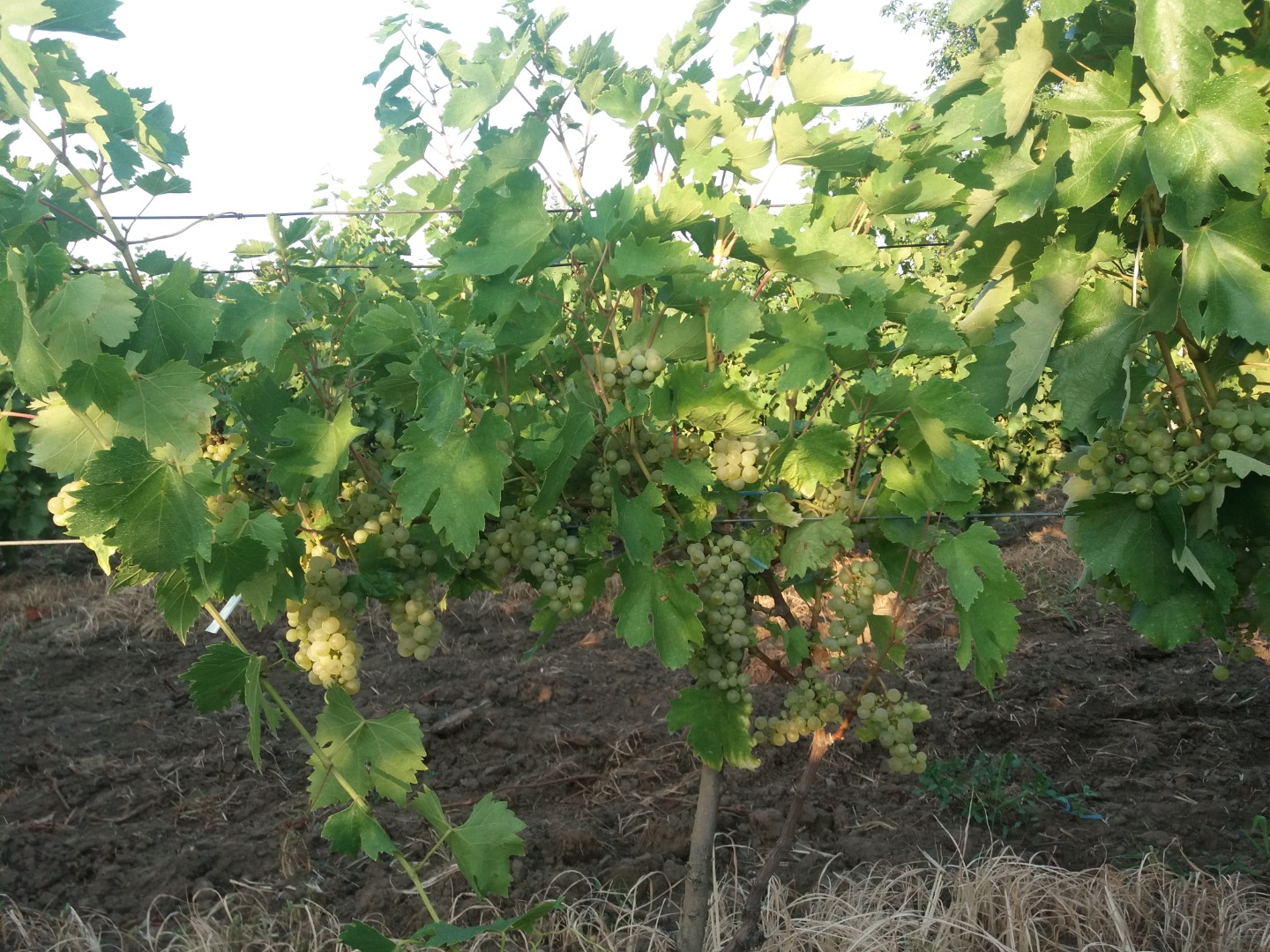 Selling Feteasca regala, Galbena de Odobesti and Ciasla grapes - Panciu-Vrancea, Satu Nou district