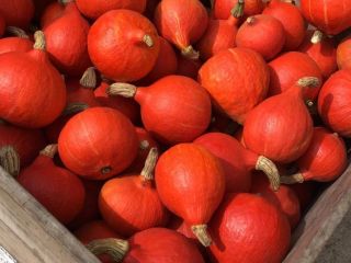 I will sell Hokkaido pumpkins from my own plantation.