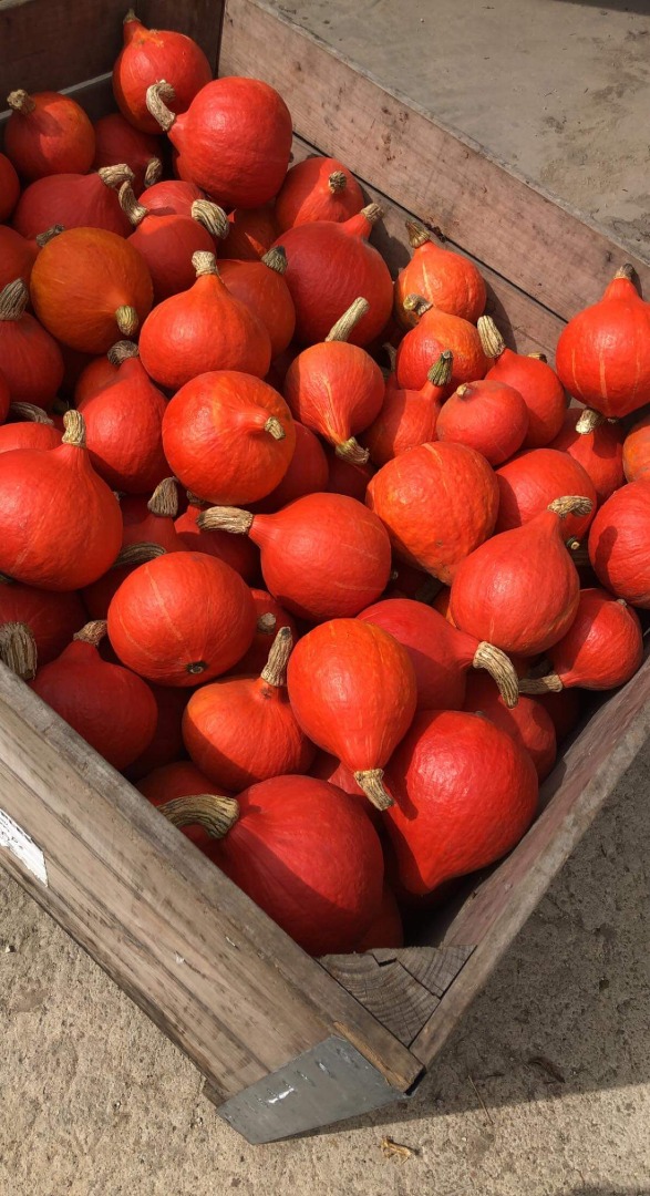 I will sell Hokkaido pumpkins from my own plantation