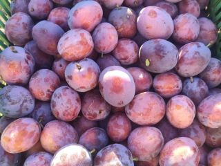 Hello, I have larger quantities of plums for sale.