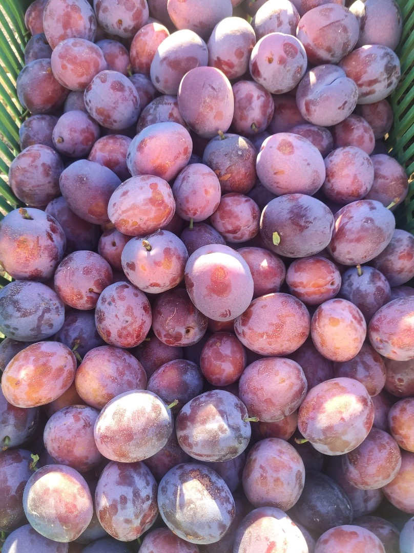 Hello, I have larger quantities of plums for sale