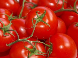Green and red ground tomatoes for sale. Round and