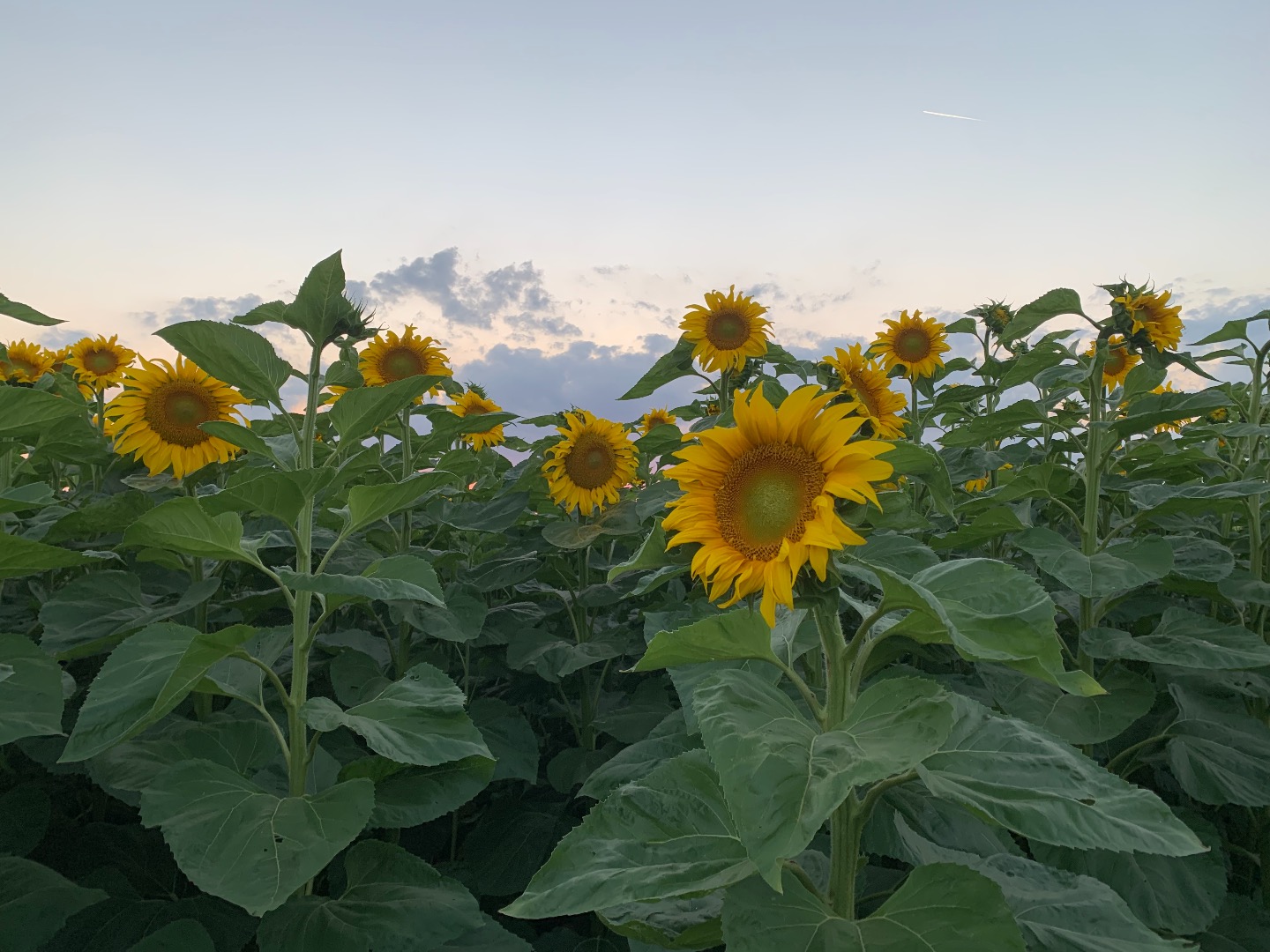 I will sell sunflower seeds for oil (about 20 tons)