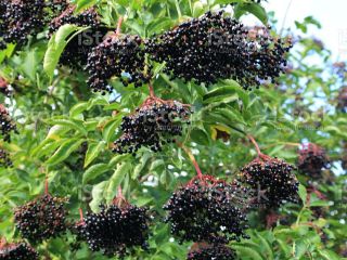 I propose elderberry from Ukraine in large quantities (10