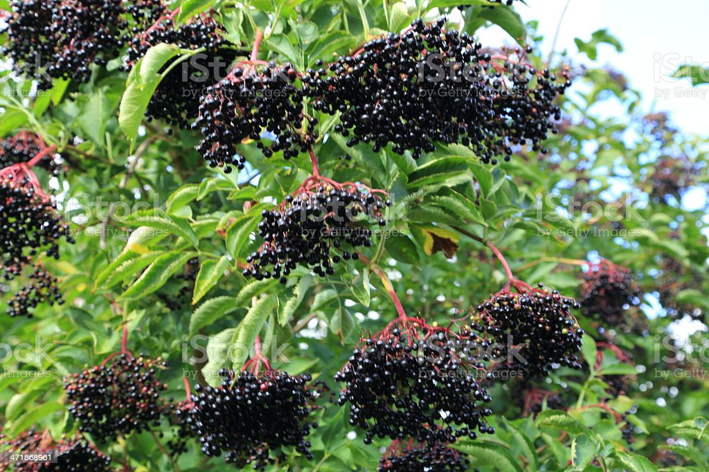 I propose elderberry from Ukraine in large quantities (10 - 20 tons)