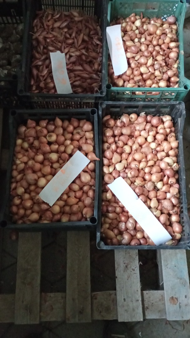 Naturally grown onions not irrigated very sweet