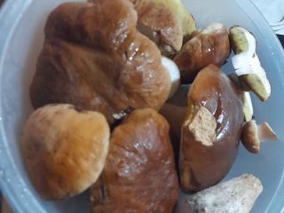 Fresh porcini mushrooms... fresh on request... otherwise frozen... top