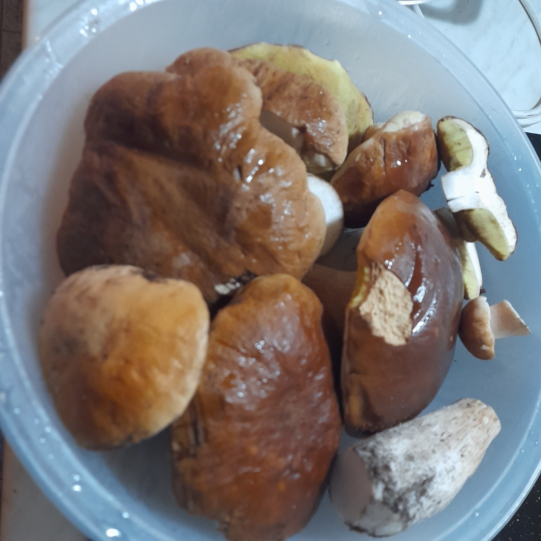 Fresh porcini mushrooms..