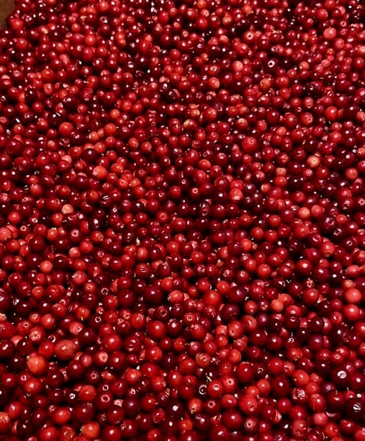 2022 crop frozen berry packaging 20 plastic bag / fresh berry 5kg carton box Origin: Finland
