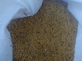 Yellow mustard, purity approx. 96%, humidity approx. 7%, Packed