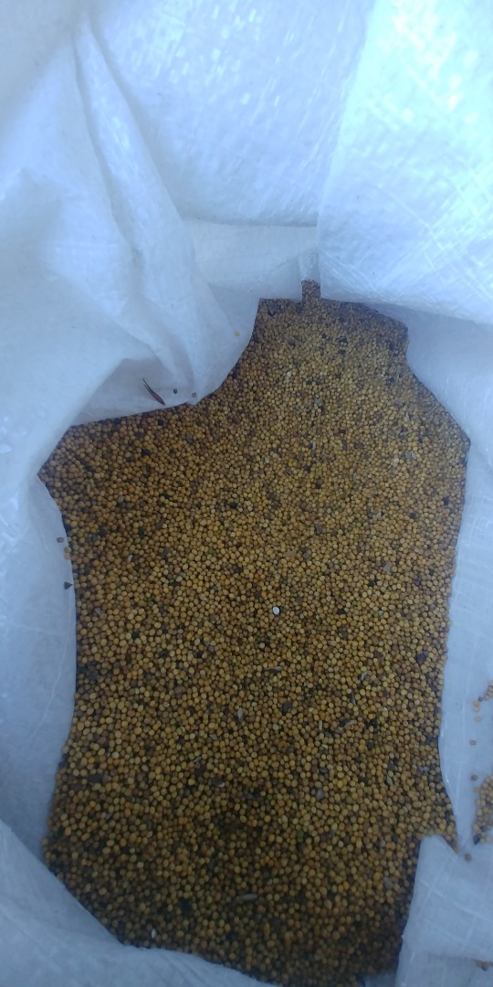 Yellow mustard, purity approx