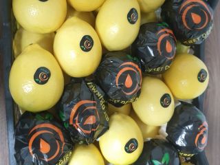 Fresh Lemon Mayer available for export