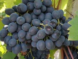 We sell table grapes, the "Moldova" variety. Sweet!
