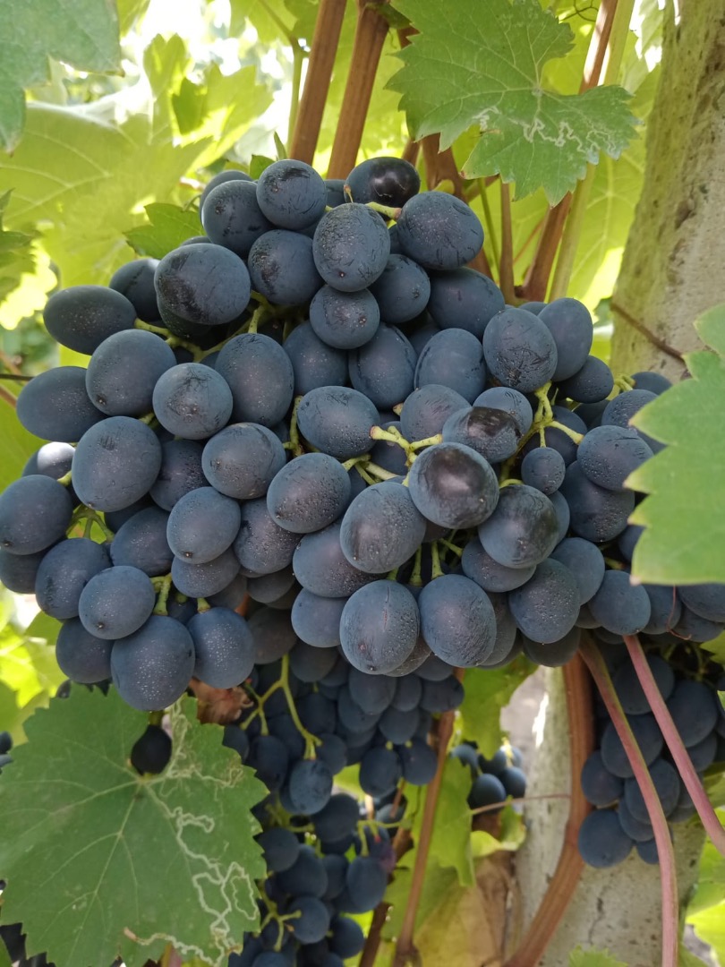 We sell table grapes, the "Moldova" variety