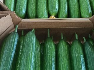 I will sell greenhouse cucumbers from Belarus, smooth, long.