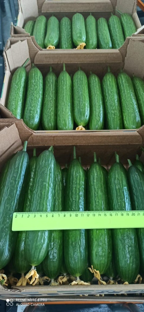 I will sell greenhouse cucumbers from Belarus, smooth, long